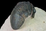 Paralejurus Trilobite From Morocco - Check Out The Eye Facets #171497-4